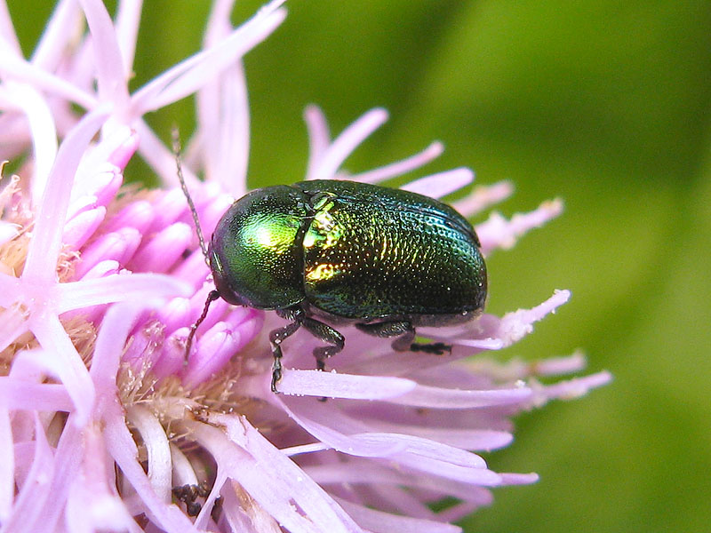 Chrysomelidae:   Cryptocephalus transiens